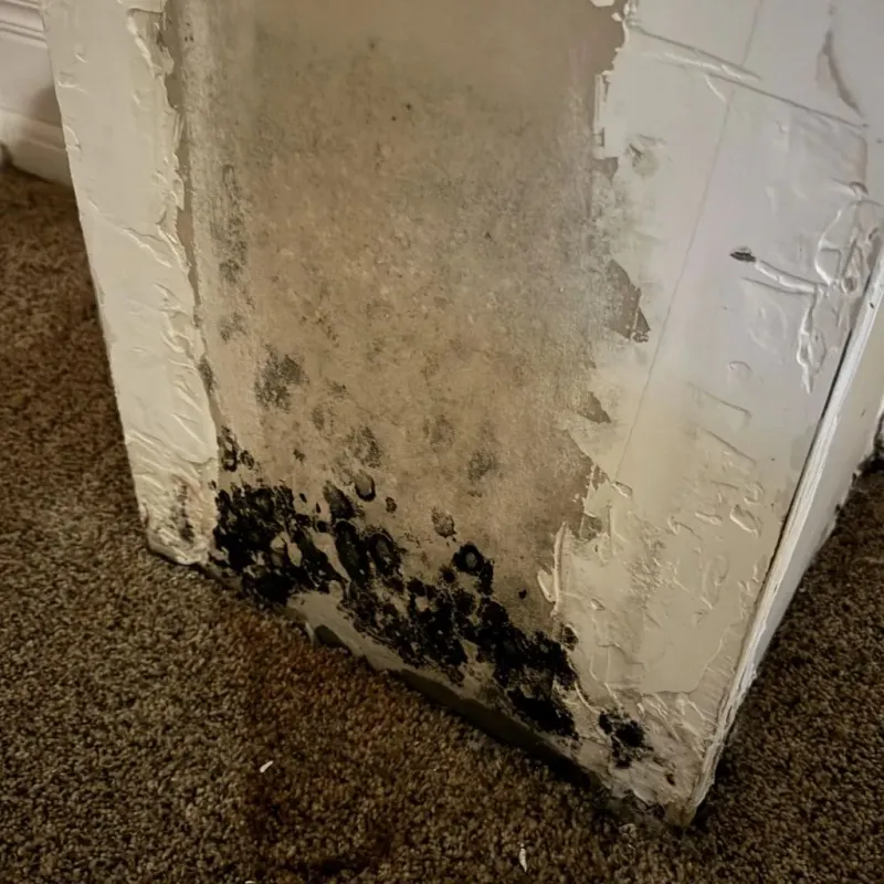 Professional Mold Removal in Deer Park, IL